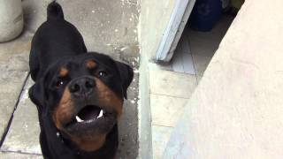 rottweiler ataca a su dueño¡¡rotwailerasesinos lo mejor del mundo [upl. by Bloch]