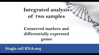 scRNAseq Integrated analysis Conserved markers and differentially expressed genes Seurat v5 [upl. by Ffoeg]