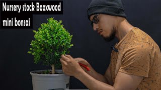 Creating mini boxwood bonsai from nursery stock [upl. by Eannej828]