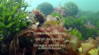 Diving in the Netherlands Grevelingenmeer the largest salt water lake in Western Europe [upl. by Oettam]