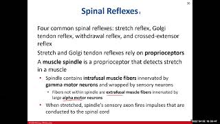 Chapter 14 The Spinal Cord Supplemental Video [upl. by Knitter]