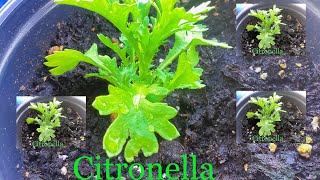 How to grow citronella from seeds successfully [upl. by Roice563]