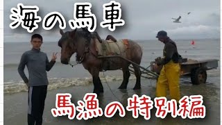 【特別編】あるベルギー海の馬車と伝統の馬漁の思い出Belgium oostduinkerke vlaams Vlaams brabander paard amp garnaalvissers [upl. by Htebi]