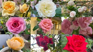 12 Climbing Roses in my Garden [upl. by Attey290]