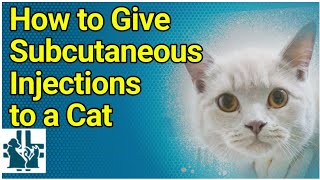 How to Give Subcutaneous Injections to a Cat [upl. by Atteynot]