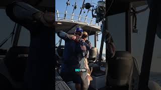 Massive Cod Fishing on Queenslands reefs fishing fish boat adventure [upl. by Suellen579]