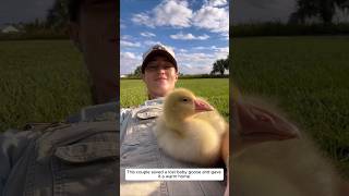 This couple saved a lost baby goose and gave it a warm home animalshorts shortvideo [upl. by Ahsertal]