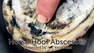 Horse Hoof Abscesses [upl. by Morrison279]