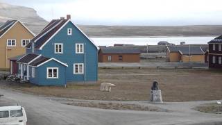 Polar Bear walking in our village NyAlesund Svalbard  79 N [upl. by Lilli]