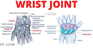 Wrist Joint Anatomy [upl. by Modnar]