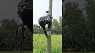 Lineman wooden pole climbing electricalwork electricity climbing woodenpole safety [upl. by Olenka]