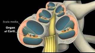 Ear Organ of Corti and Physiology of hearing [upl. by Nedac]