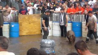 2010 Pig Wrestling  Crivitz [upl. by Acsehcnarf]