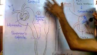 Nephron function [upl. by Ramuk]