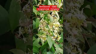 Wild privet plant Botanical name  Ligustrum vulgare  Family Oleaceae [upl. by Retxed]