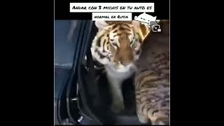 Tres MichisTigres en un coche [upl. by Siva]