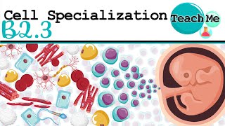 B23  Cell Specialization  IB Biology SLHL [upl. by Appleby]