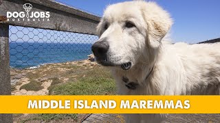 These MAREMMA Dogs Protect Little PENGUINS [upl. by Rezeile686]