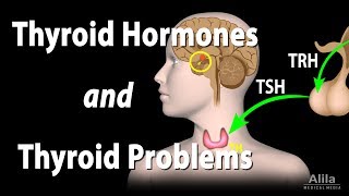 Thyroid Gland Hormones and Thyroid Problems Animation [upl. by Arait]