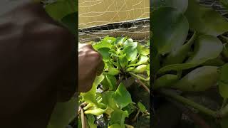 Water hyacinth propagation  shorts youtubeshorts Waterhyacinth propagation [upl. by Anitnelav]