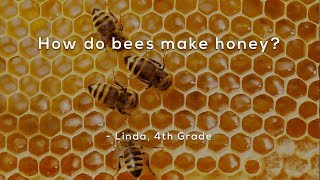 How do bees make honey [upl. by Nichy242]