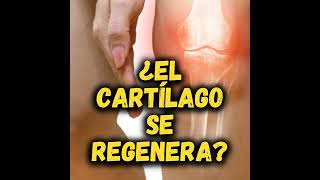 ¿Se regenera el CARTÍLAGO [upl. by Kenwood]