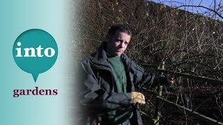 Pruning climbing roses with Ian Le Gros from RHS Hyde Hall [upl. by Giralda]