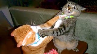 The Most DRAMATIC CATS moments ever 😂 Funny Cat Videos 2024😹 [upl. by Anoif]