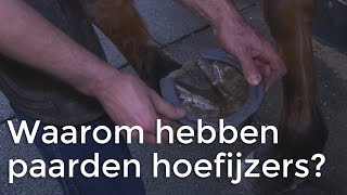 Waarom hebben paarden hoefijzers  Vragen van Kinderen [upl. by Georgeanne808]