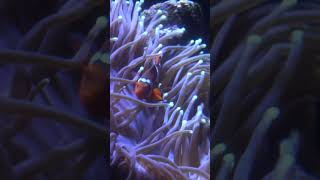 Anemones and Clownfish learn anemones clownfish aquaticlife dallasaquarium [upl. by Eek]