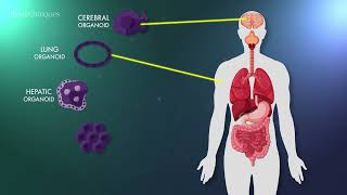 An introduction to organoids [upl. by Aleyam]