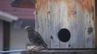 Birdgarden Il nido dello Storno [upl. by Smallman]