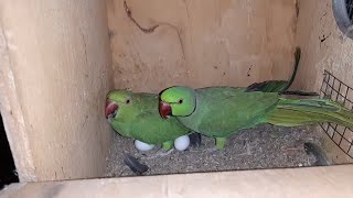 RingNeck Breeding Progress Nexus Pets Green amp Olive Ringneck [upl. by Camel]