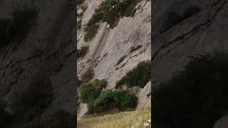 How dorper sheep make their way down a mountain [upl. by Pablo]