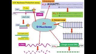 S1 Nuclease S1 Mapping endonuclease S1–P1 family Aspergillus oryzae [upl. by Delaryd400]