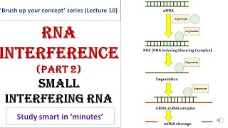 siRNA mechanism  Gene silencing  RNA interference by siRNA [upl. by Akihsat]