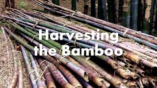 How Bamboo Fabric is Made [upl. by Aras]