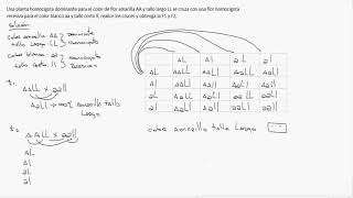 Cruces Dihibrìdos  Leyes de Mendel  explicación y ejemplo 6 [upl. by Ennalorac14]