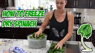 How to Freeze Dry Spinach [upl. by Gherardo]