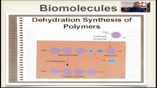 Chapter 2B Part 3  Dehydration Synthesis amp Hydrolysis [upl. by Beard]