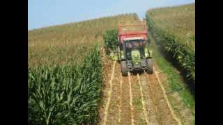 Segundas silagens de milho 2013 Recolte de mais  Corn Harvest [upl. by Retsek89]