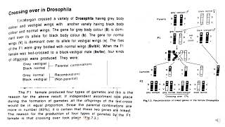 Linkage Morgans two factor crosses on Drosophila [upl. by Nnaillek]