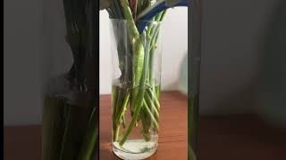 Florist Tips To Keep Flowers Fresh [upl. by Black]