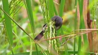 Grey Seedeater  Sporophila intermedia  aves del guaviare  amazonia birding [upl. by Yllek823]