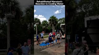 Reaction of Rehabilitated Manatee to Cooling Water shorts [upl. by Uaeb]