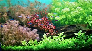 SIMPLE PLANTED AQUARIUM SETUP [upl. by Lefty]