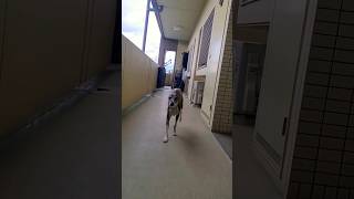 お見送りの達人。ウィペットのカイトおじさん。今日も元気。 Whippet Dog KAITO Good Job Seeing Off FUKUOKA JAPAN [upl. by Leirua]