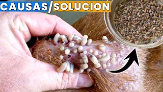 larvas o gusanos en perros  causas y soluciones [upl. by Cherise]