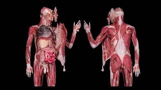 How Are Human Body Parts Permanently Preserved [upl. by Idarb]