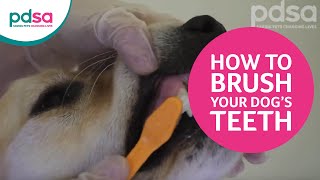 How To Brush Your Dog’s Teeth [upl. by Treboh]